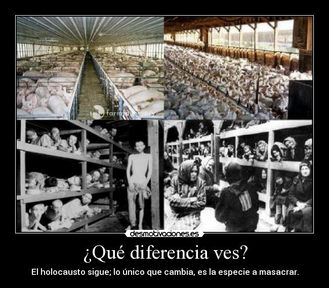 ¿Qué diferencia ves? -