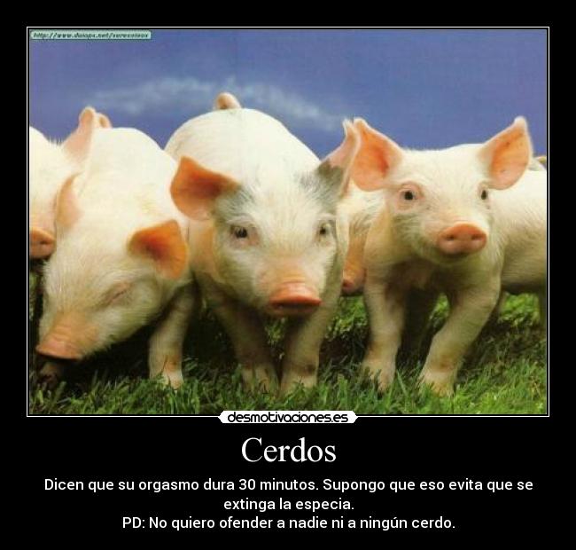 Cerdos -