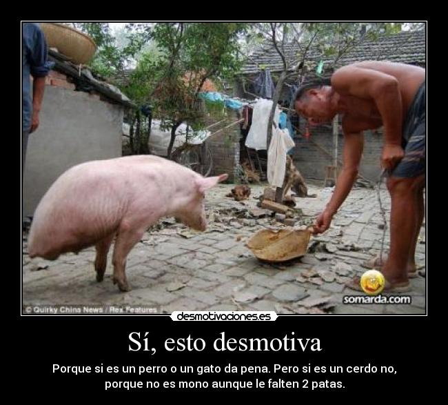 Sí, esto desmotiva - Porque si es un perro o un gato da pena. Pero si es un cerdo no,
porque no es mono aunque le falten 2 patas.