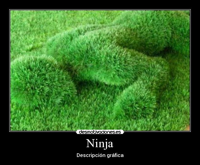 Ninja - 