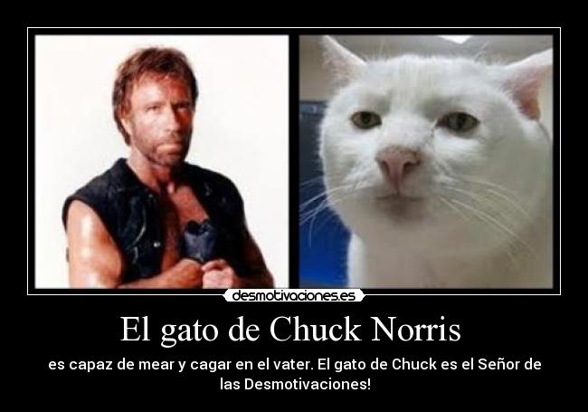 El gato de Chuck Norris -