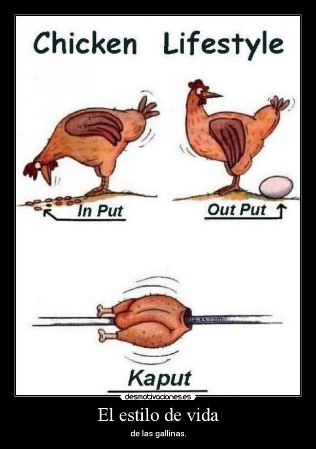 El estilo de vida - de las gallinas.