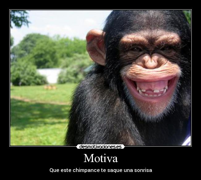 Motiva - Que este chimpance te saque una sonrisa
