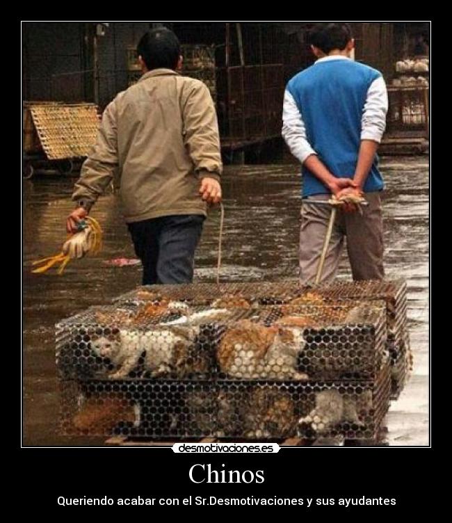 Chinos - Queriendo acabar con el Sr.Desmotivaciones y sus ayudantes