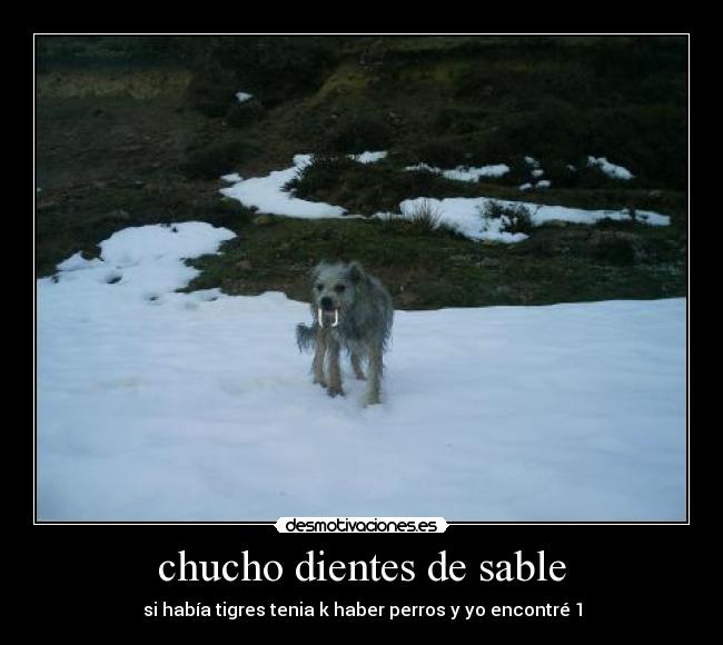 chucho dientes de sable - si había tigres tenia k haber perros y yo encontré 1