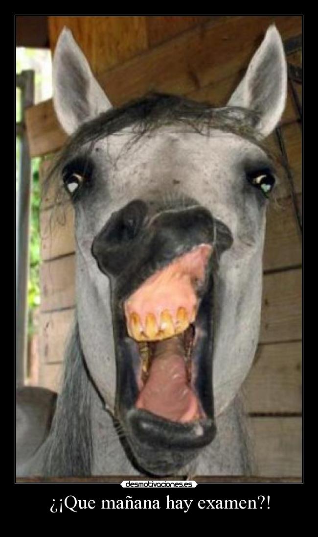 ¿¡Que mañana hay examen?! - 