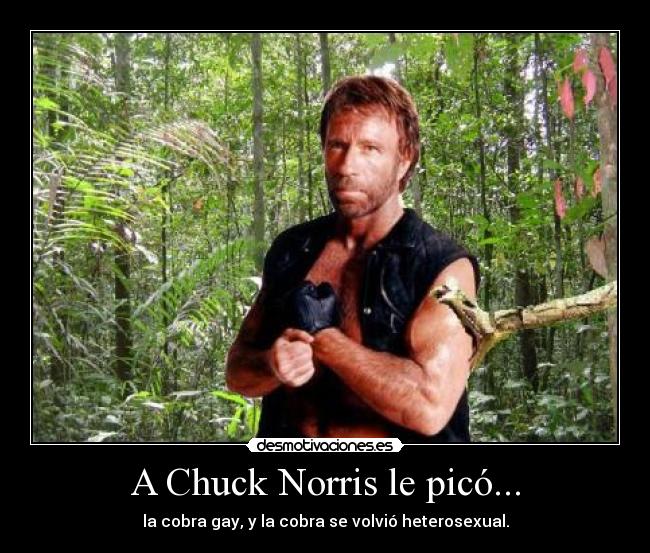 A Chuck Norris le picó... -