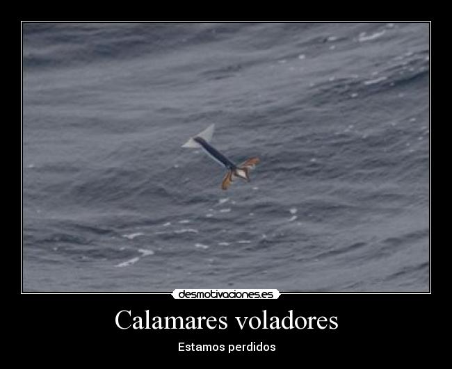 Calamares voladores - Estamos perdidos