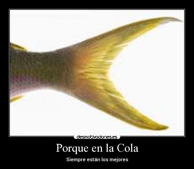 Porque en la Cola - 