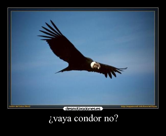 ¿vaya condor no? -