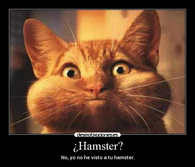 ¿Hamster? - 