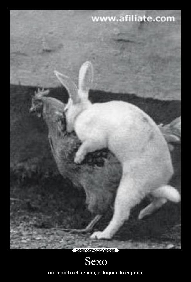 carteles sexo sexo gallinas conejo desmotivaciones