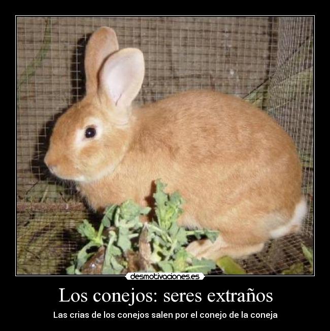 Los conejos: seres extraños - Las crias de los conejos salen por el conejo de la coneja