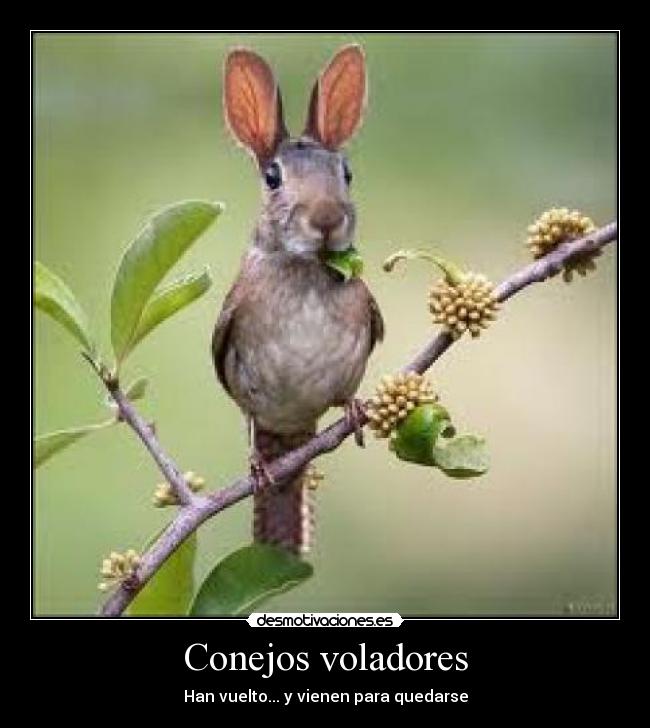 Conejos voladores - Han vuelto... y vienen para quedarse