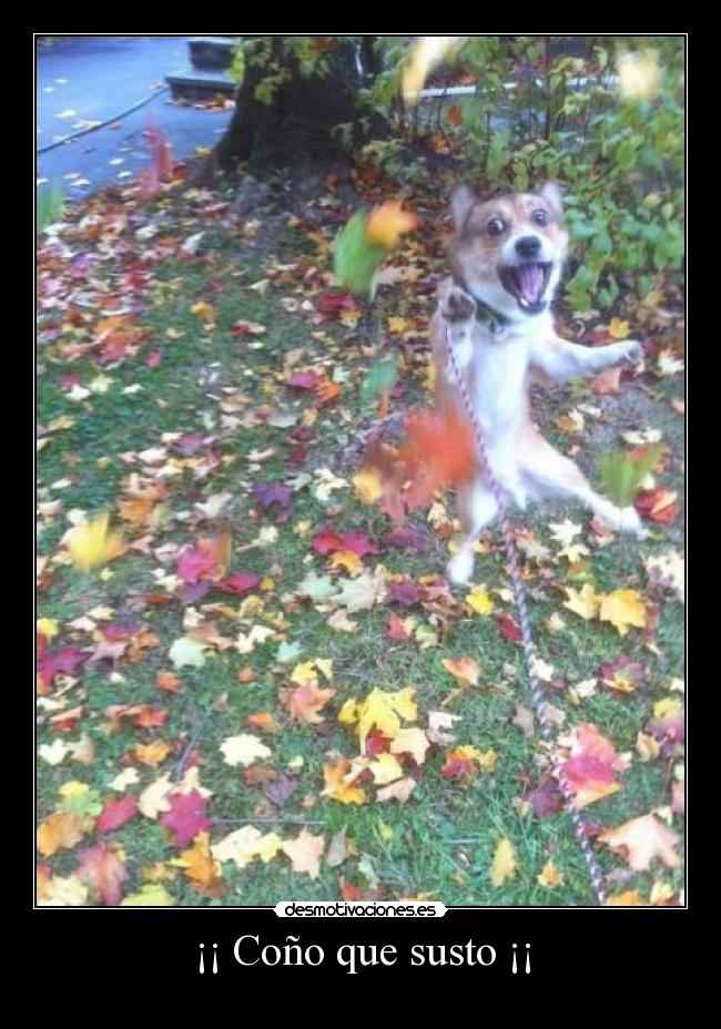 ¡¡ Coño que susto ¡¡ -