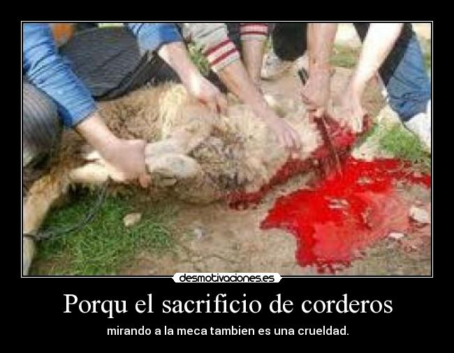 Porqu el sacrificio de corderos - mirando a la meca tambien es una crueldad.
