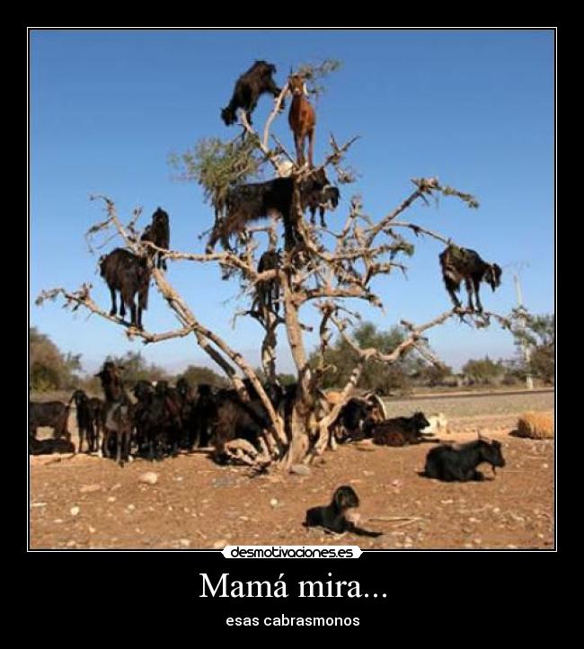 carteles mama mira desmotivaciones