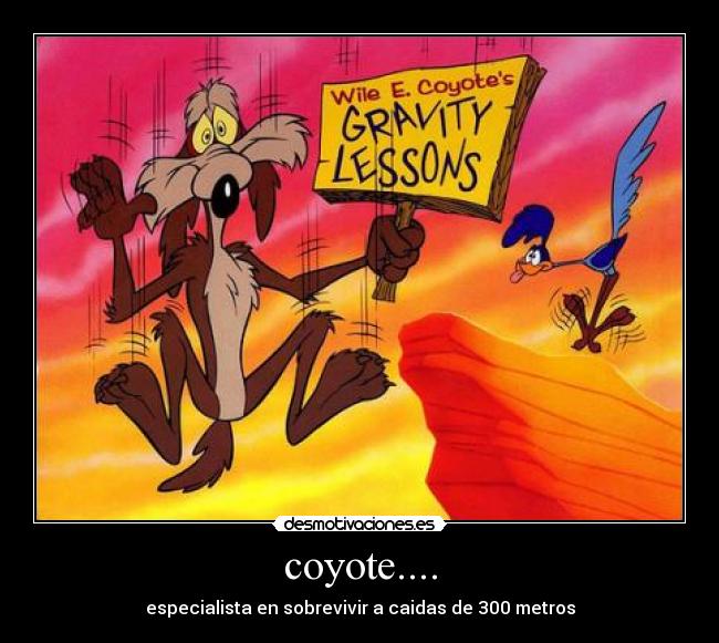 coyote.... - especialista en sobrevivir a caidas de 300 metros