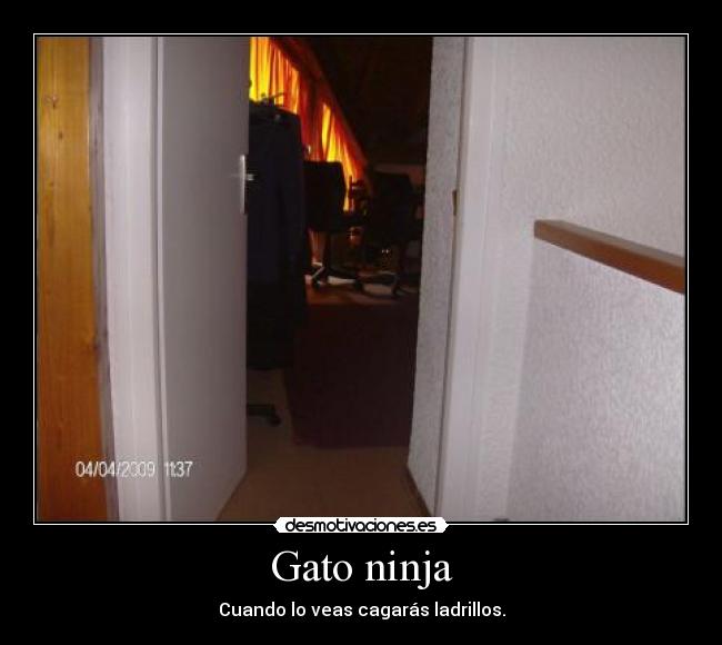 Gato ninja -