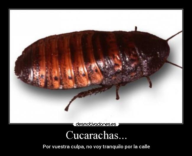 Cucarachas... - 