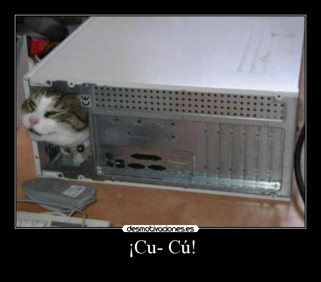 ¡Cu- Cú! -