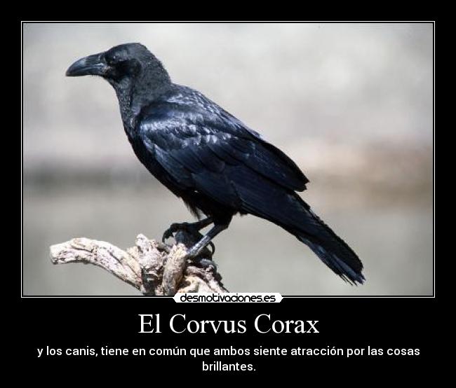 El Corvus Corax - y los canis, tiene en común que ambos siente atracción por las cosas brillantes.