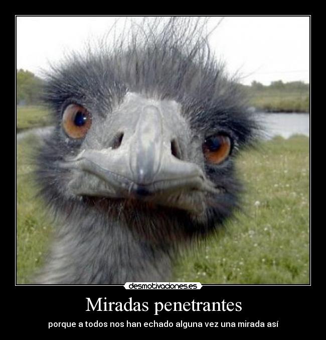 Miradas penetrantes - porque a todos nos han echado alguna vez una mirada así