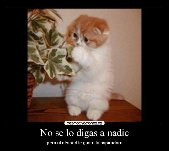 No se lo digas a nadie - pero al césped le gusta la aspiradora