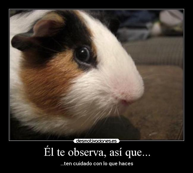 carteles hamster gracioso desmotivaciones