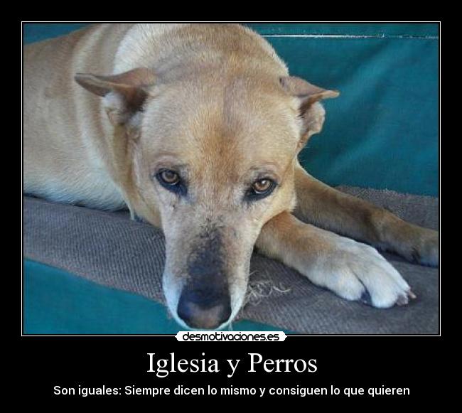 Iglesia y Perros -