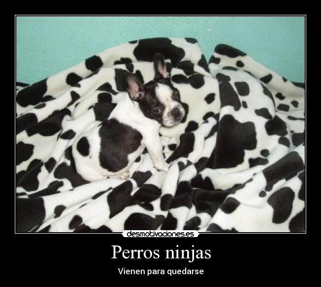 carteles perros desmotivaciones