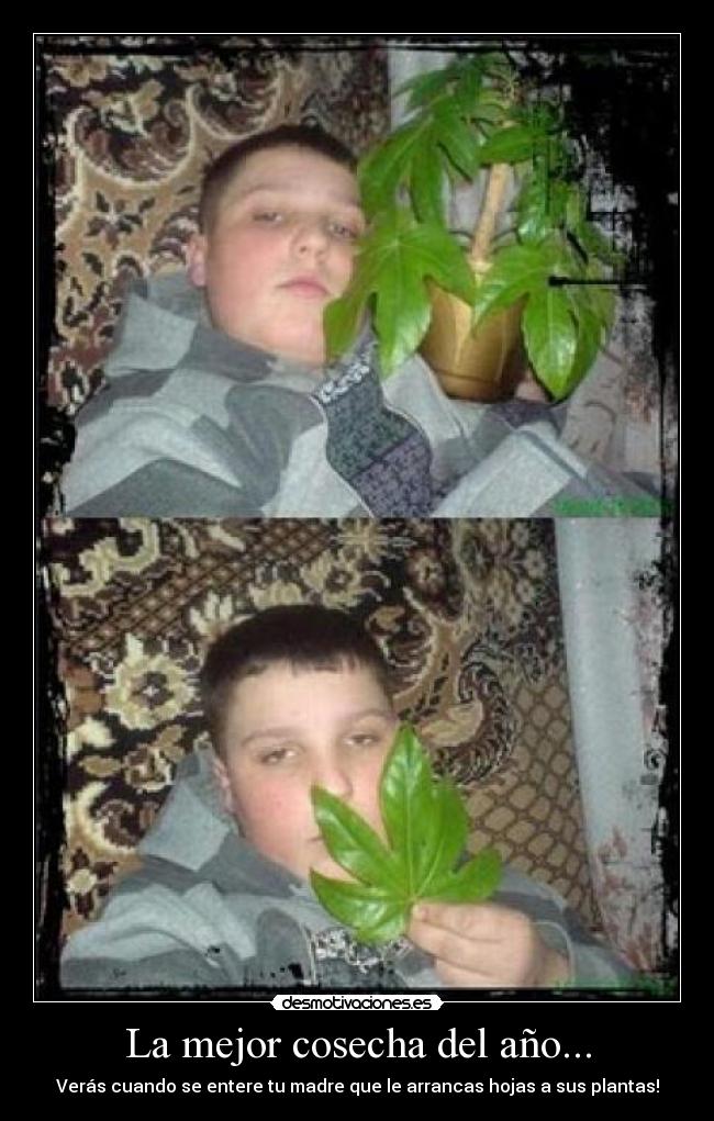 La mejor cosecha del año... - Verás cuando se entere tu madre que le arrancas hojas a sus plantas!