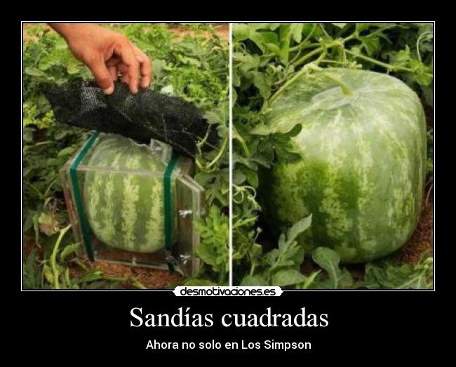 Sandías cuadradas Desmotivaciones