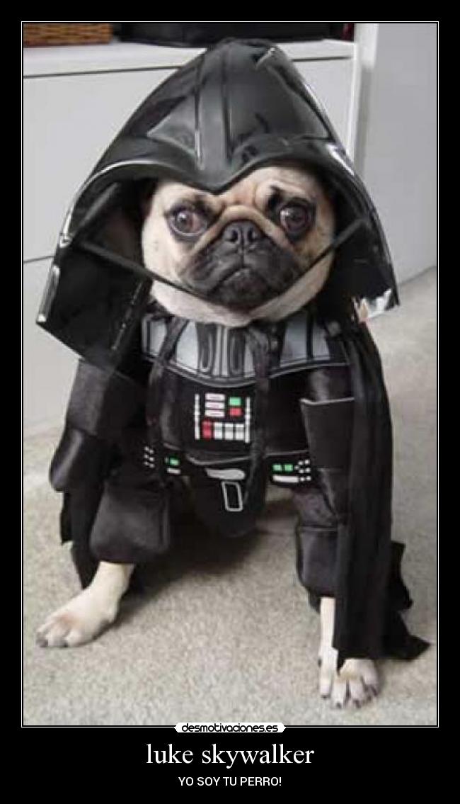 http://img.desmotivaciones.es/201011/darthvaderdogcostume_2.jpg