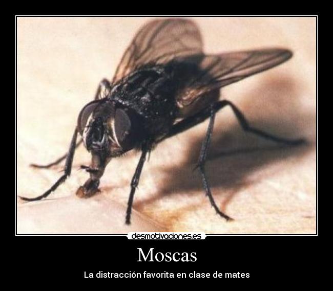 Moscas - La distracción favorita en clase de mates