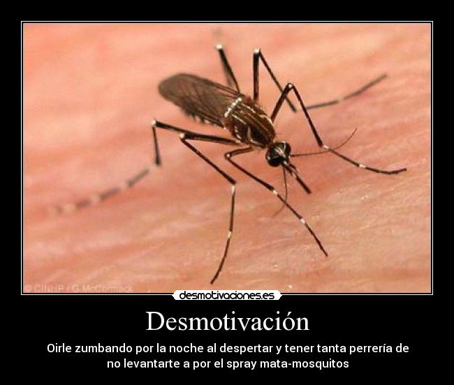Desmotivación - Oirle zumbando por la noche al despertar y tener tanta perrería de
no levantarte a por el spray mata-mosquitos