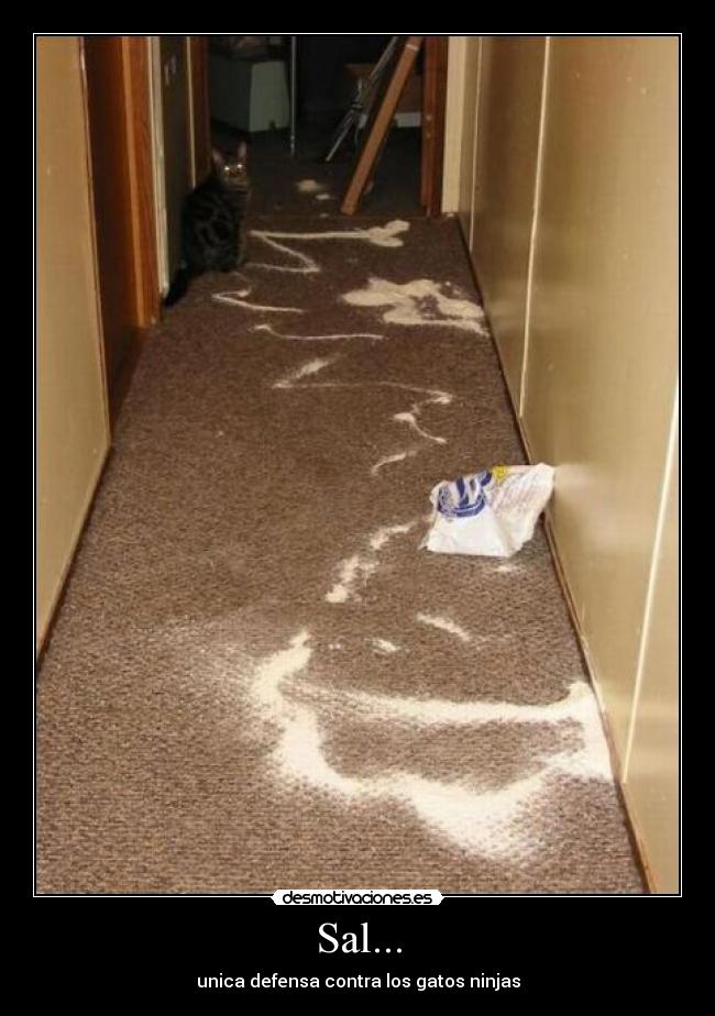 Sal... - unica defensa contra los gatos ninjas