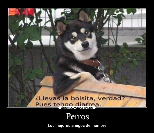 Perros -