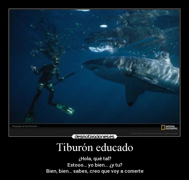 Tiburón educado - ¿Hola, qué tal?
Estooo... yo bien... ¿y tu?
Bien, bien... sabes, creo que voy a comerte