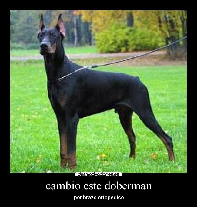 cambio este doberman -