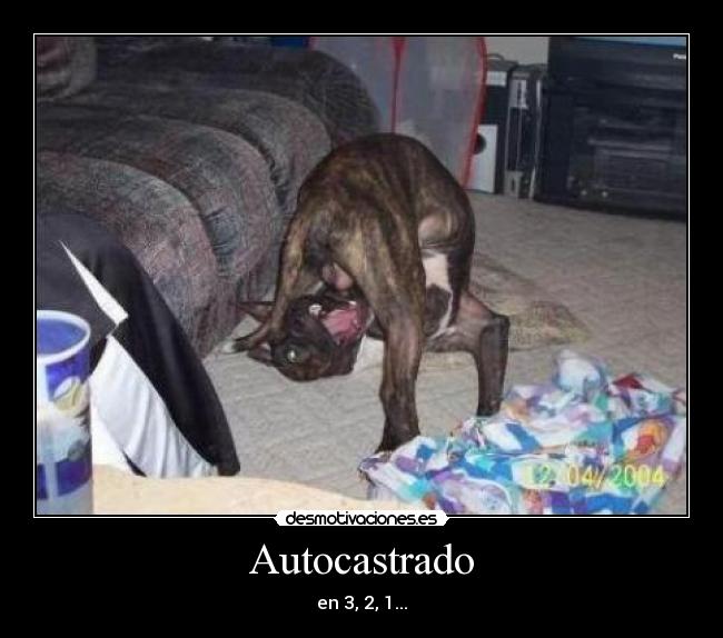 Autocastrado -