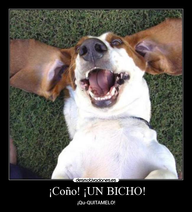 ¡Coño! ¡UN BICHO! - 