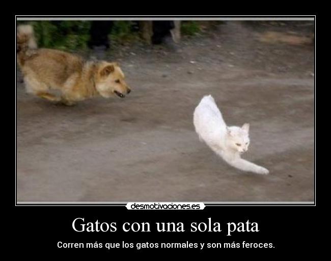 Gatos con una sola pata -