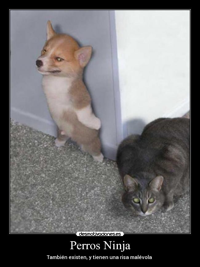 Perros Ninja -