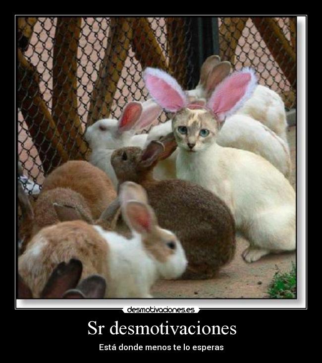 Sr desmotivaciones -