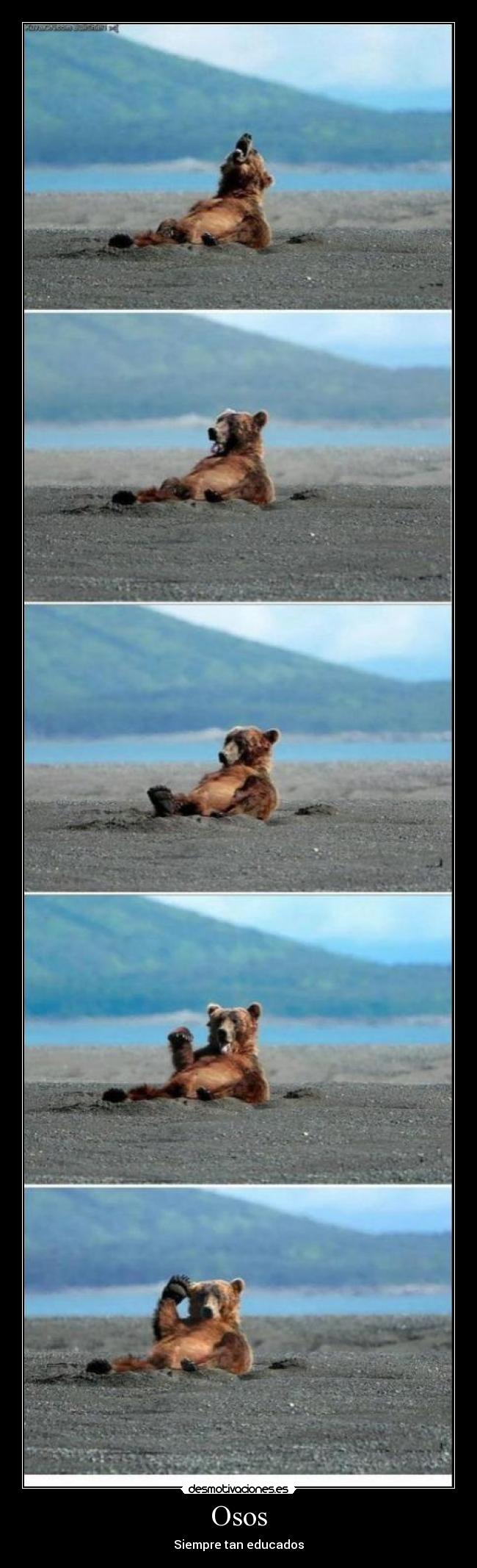 Osos - 