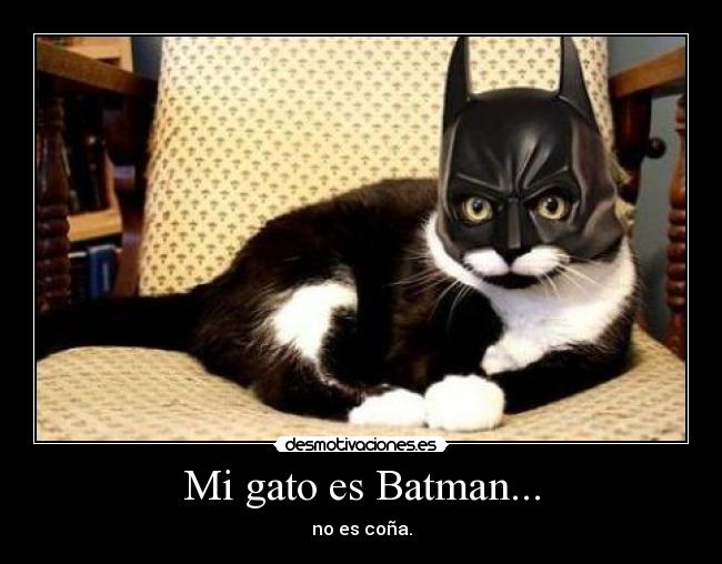 Mi gato es Batman... - no es coña.