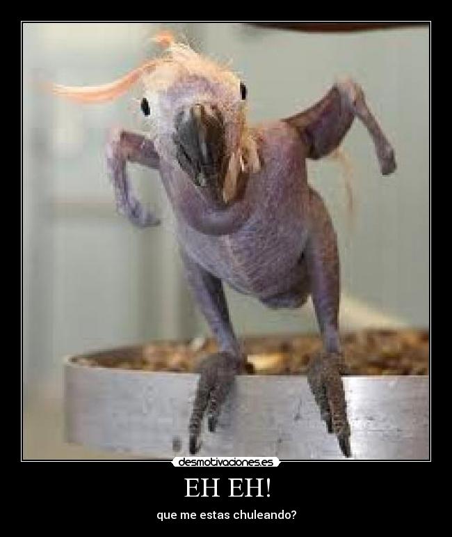 EH EH! - que me estas chuleando?