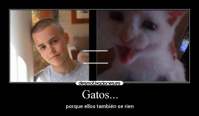 Gatos... - 