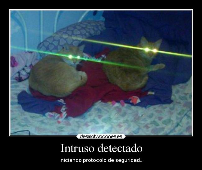 carteles intruso detectado gatos desmotivaciones